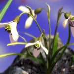 Установка обоев Nature Live: Spring Flowers XL фоном