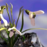 Предварительный просмотр выбранного цветка